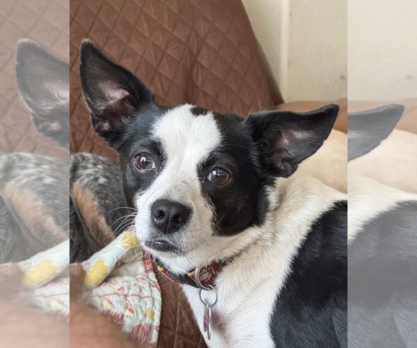 Medium Photo #11 Rat Terrier-Unknown Mix Puppy For Sale in Corona, CA, USA