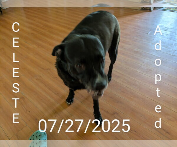 Medium Photo #23 Mutt Puppy For Sale in Orange Grove, TX, USA
