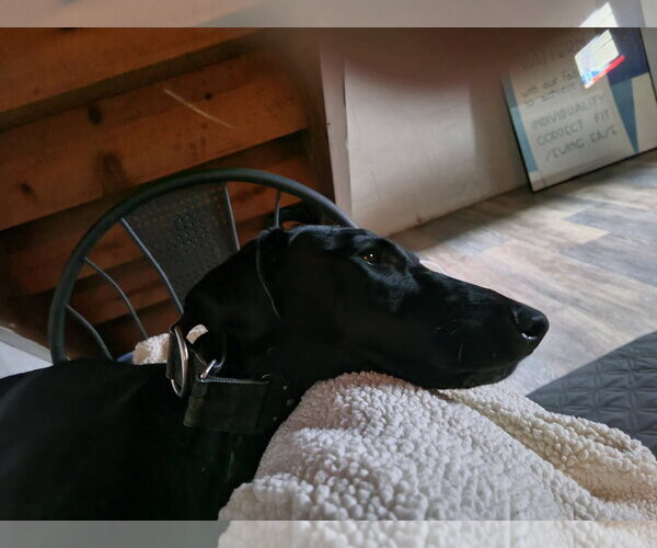 Medium Photo #3 Doberman Pinscher Puppy For Sale in Minneaoplis, MN, USA