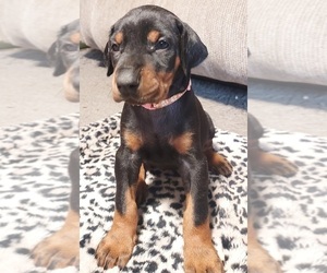Doberman Pinscher Puppy for sale in NATRONA HEIGHTS, PA, USA