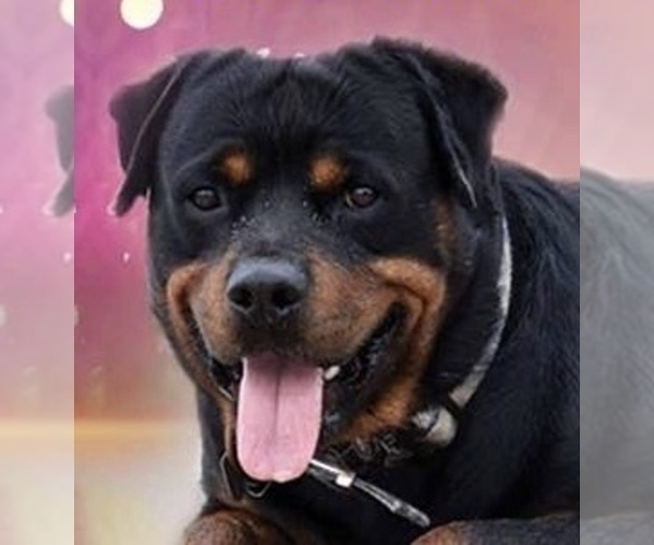 Medium Photo #50 Rottweiler Puppy For Sale in OAK GLEN, CA, USA