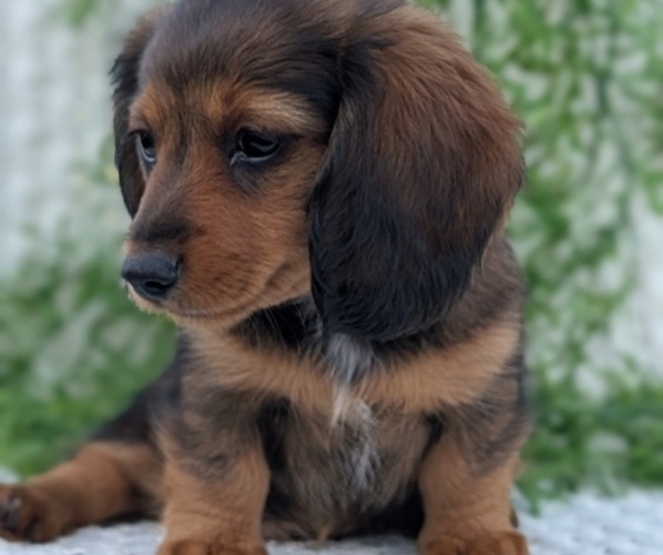 Medium Photo #8 Dachshund Puppy For Sale in GOSHEN, IN, USA