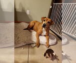 Small #3 Beagle Mix