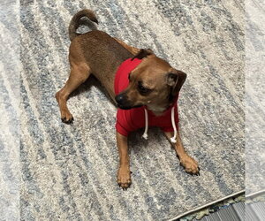 Chihuahua-Unknown Mix Dogs for adoption in Virginia Beach, VA, USA