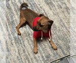 Small Chihuahua Mix