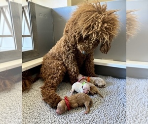 Goldendoodle (Miniature) Litter for sale in GLENDALE, AZ, USA