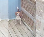 Small #13 Beagle