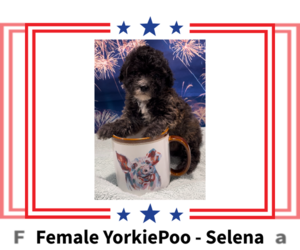 Poodle (Toy)-Yorkshire Terrier Mix Puppy for sale in AZLE, TX, USA
