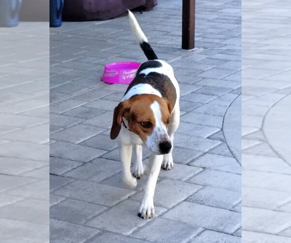 Medium Photo #5 Beagle Puppy For Sale in Dunnellon, FL, USA