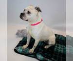 Small #5 Bulldog Mix