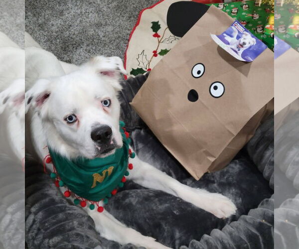 Medium Photo #3 Great Pyrenees-Unknown Mix Puppy For Sale in Fargo, ND, USA