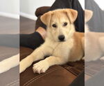 Small #4 Golden Retriever Mix