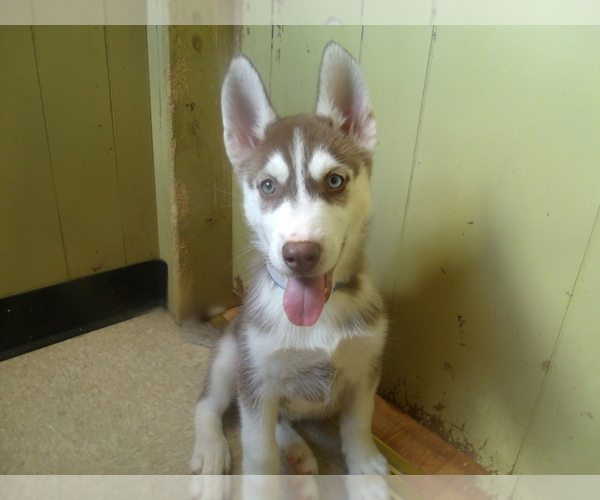Medium Photo #2 Siberian Husky Puppy For Sale in PATERSON, NJ, USA