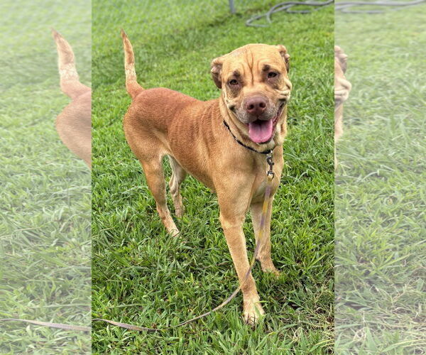Medium Photo #1 Mutt Puppy For Sale in Virginia Beach, VA, USA
