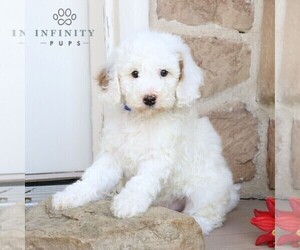 Goldendoodle (Miniature) Puppy for sale in LITITZ, PA, USA