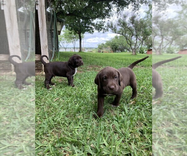 Medium Photo #4 German Shorthaired Lab Puppy For Sale in BLACKWELL, TX, USA