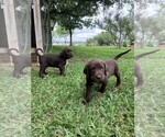Small Photo #4 German Shorthaired Lab Puppy For Sale in BLACKWELL, TX, USA