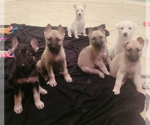 German Shepherd Dog Puppy for sale in CITRUS SPRINGS, FL, USA