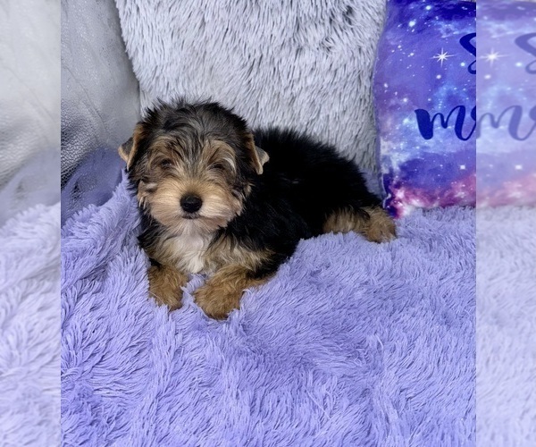 Medium Photo #9 Yorkshire Terrier Puppy For Sale in SANDY HOOK, KY, USA