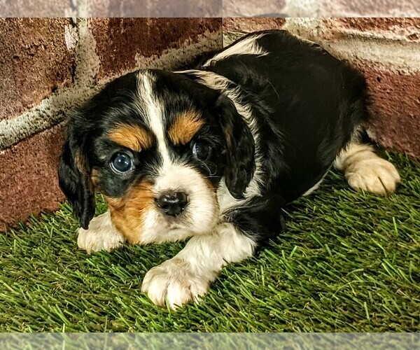 Medium Photo #3 Cavalier King Charles Spaniel Puppy For Sale in MOBERLY, MO, USA