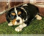 Small #2 Cavalier King Charles Spaniel