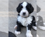 Small Photo #2 Bernedoodle Puppy For Sale in FLEMING ISLAND, FL, USA