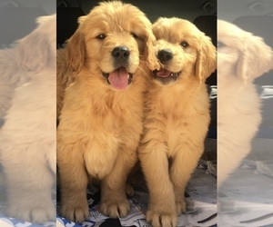 Golden Retriever Puppy for sale in SANTA ANA, CA, USA