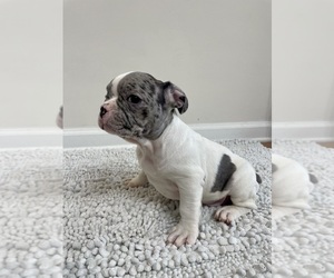 French Bulldog Puppy for sale in CHARLESTON, SC, USA