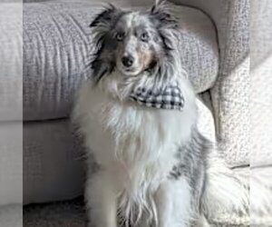 Mutt Dogs for adoption in Dublin, OH, USA