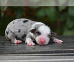 Small Photo #5 Miniature American Shepherd Puppy For Sale in BENTON CITY, WA, USA