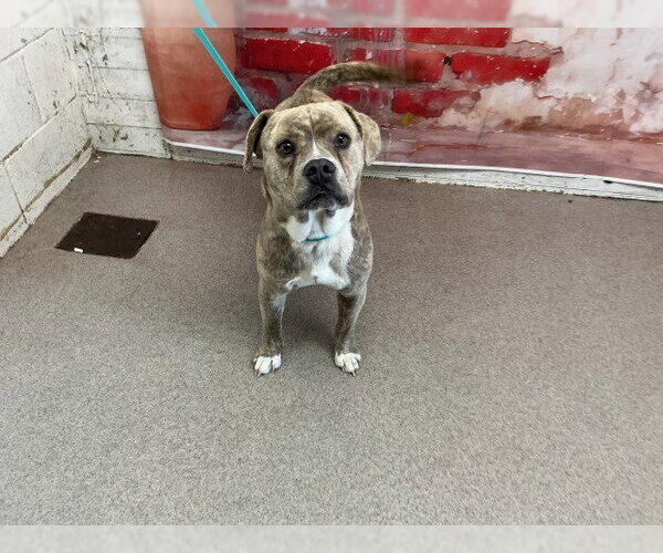 Medium Photo #1 Mutt Puppy For Sale in San Bernardino, CA, USA