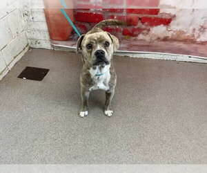 Mutt Dogs for adoption in San Bernardino, CA, USA