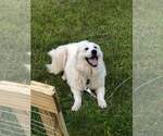 Small Great Pyrenees