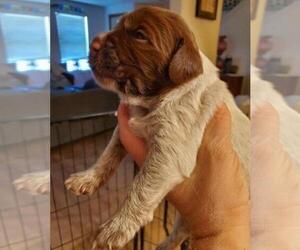 Wirehaired Pointing Griffon Puppy for Sale in LA CENTER, Washington USA