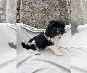 Bichon Frise-Cavapoo Mix Puppy for sale in ELKTON, KY, USA
