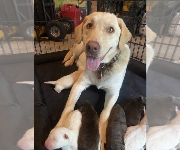 Medium Photo #1 Labrador Retriever Puppy For Sale in MECHANICSVILLE, MD, USA