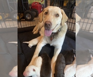 Mother of the Labrador Retriever puppies born on 06/17/2022