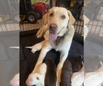 Small Photo #1 Labrador Retriever Puppy For Sale in MECHANICSVILLE, MD, USA