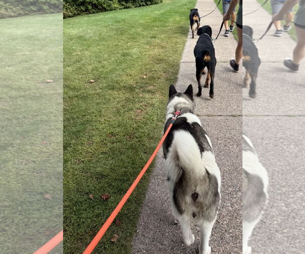 Medium Photo #18 Akita-Unknown Mix Puppy For Sale in Princeton, MN, USA