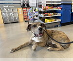 Small #3 Catahoula Leopard Dog Mix