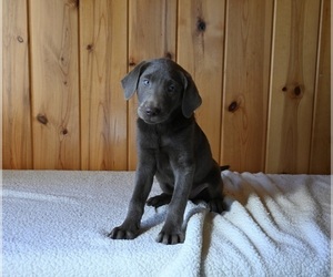 Labrador Retriever Puppy for sale in FREDERICKSBURG, OH, USA