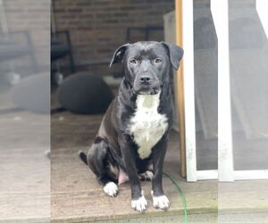Mutt Dogs for adoption in Mount Pleasant, SC, USA