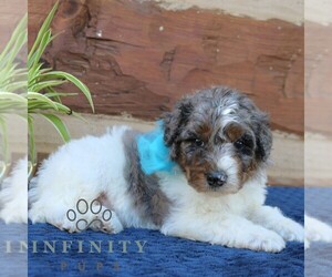 Bernedoodle (Miniature) (+ Poodle Miniature) Puppy for sale in NARVON, PA, USA