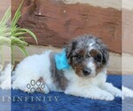 Small Bernedoodle (Miniature) (+ Poodle Miniature)