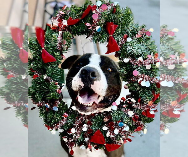 Medium Photo #3 Staffordshire Bull Terrier Puppy For Sale in Salinas, CA, USA