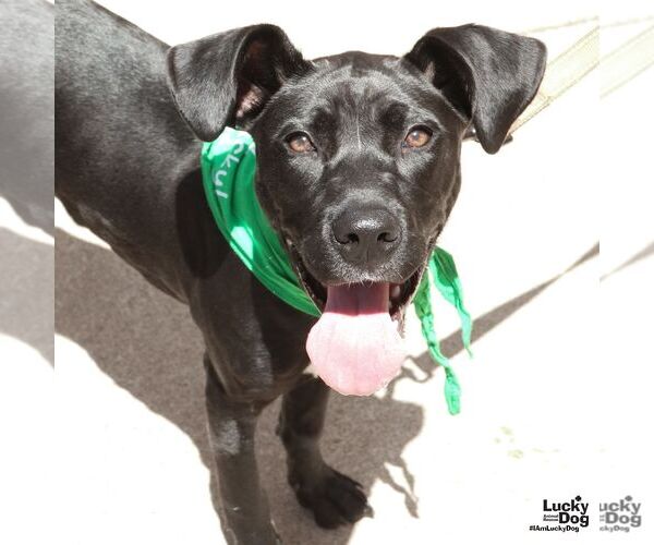 Medium Photo #18 Labrador Retriever-Unknown Mix Puppy For Sale in Washington, DC, USA