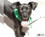Small #17 Labrador Retriever Mix