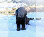 Image preview for Ad Listing. Nickname: Puppy 2
