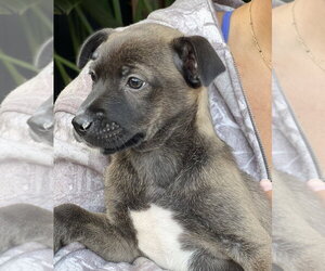 Sable - Female Mutt Dog for Adoption - Photo #9