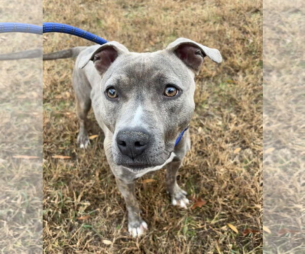 Medium Photo #16 Mutt Puppy For Sale in Rockville, MD, USA